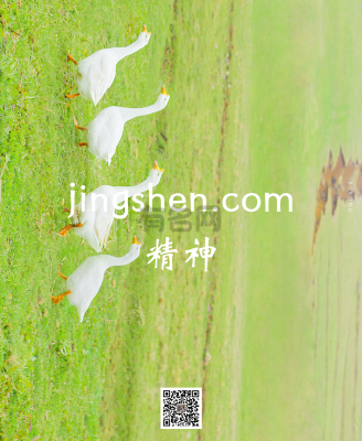 jingshen.com